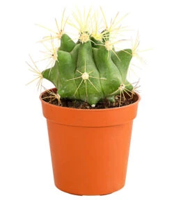 Kaktus - Cactaceae, Verschiedene Sorten -Biohort || Vitavia || Elho Verkaufsgeschäft 8297574 PR FS 020 KakteenMixMiniTorroT6DehnerExpressHerzig