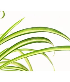 Grünlilie - Chlorophytum Comosum 'Atlantic' -Biohort || Vitavia || Elho Verkaufsgeschäft 8298283 WE DE 002 ChlorophytumAtlanticT12