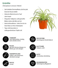 Grünlilie - Chlorophytum Comosum 'Atlantic' -Biohort || Vitavia || Elho Verkaufsgeschäft 8298283 WE IG 001 Gruenlilie