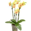 Schmetterlingsorchidee - Phalaenopsis Cultivars, Verschiedene Sorten -Biohort || Vitavia || Elho Verkaufsgeschäft 8299695 PR FS 002 SchmetterlingsorchideePhalaenopsis4TrieberT15DehnerExpressHerzig