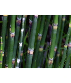 Japanischer Schachtelhalm -Biohort || Vitavia || Elho Verkaufsgeschäft 8311326 WE DE 001 SchachtelhalmPixabay