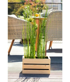 Japanischer Schachtelhalm -Biohort || Vitavia || Elho Verkaufsgeschäft 8311532 WE MO 001 JapanischerSchachtelhalm