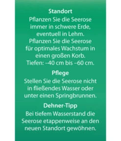 Dehner Seerose 'Aurora' -Biohort || Vitavia || Elho Verkaufsgeschäft 8315921 Seerose Aurora Etikett 2