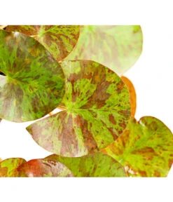 Dehner Seerose 'Aurora' -Biohort || Vitavia || Elho Verkaufsgeschäft 8315921 WE DE 001 SeeroseNymphaeaHybrideGelbOrangeT14DehnerExpressHerzig