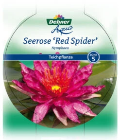 Dehner Seerose 'Red Spider' 12 Dehner Seerose 'Red Spider' -Biohort || Vitavia || Elho Verkaufsgeschäft 8315939 Seerose Red Spider Etikett 1 NEU