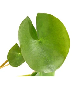 Dehner Seerose 'Red Spider' 10 Dehner Seerose 'Red Spider' -Biohort || Vitavia || Elho Verkaufsgeschäft 8315939 WE DE 001 SeeroseGezackteBluetenblaetterNymphaeaHybrideT14DehnerExpressHerzig