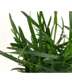 Blaugras 'Greenlee Hybrid' -Biohort || Vitavia || Elho Verkaufsgeschäft 8316259 WE DE 002 SesleriaGreenleeHybridBlaugrasT7