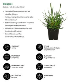 Blaugras 'Greenlee Hybrid' -Biohort || Vitavia || Elho Verkaufsgeschäft 8320327 WE IG 001 Blaugras