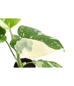 Fensterblatt - Monstera Deliciosa 'Thai Constellation', Panaschiert -Biohort || Vitavia || Elho Verkaufsgeschäft 8402034 WE DE 001 MonsteraThaiConstellationT6
