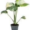 Fensterblatt - Monstera Deliciosa 'Thai Constellation', Panaschiert -Biohort || Vitavia || Elho Verkaufsgeschäft 8402034 WE FS 001 MonsteraThaiConstellationT6