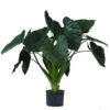 Pfeilblatt - Alocasia 'Wentii', Hydrokultur -Biohort || Vitavia || Elho Verkaufsgeschäft 8425662 WE FS 001 AlocasiaWentii25 19H100