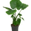 Pfeilblatt - Alocasia Gageana 'California' -Biohort || Vitavia || Elho Verkaufsgeschäft 8431488 WE FS 001 AlocasiaCaliforniaT21