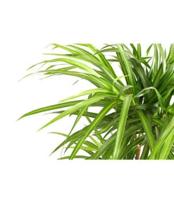 Drachenbaum - Dracaena Reflexa 'Anita' -Biohort || Vitavia || Elho Verkaufsgeschäft 8440000 PR DE 001 DrachenbaumDracaenaReflexaAnitaVariegataT19DehnerExpressHerzig