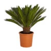Sagopalmfarn - Cycas Revoluta -Biohort || Vitavia || Elho Verkaufsgeschäft 8509366 PR FS 001 CycasRevolutaDehnerExpressZS