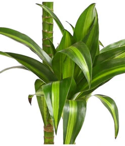 Drachenbaum - Dracaena Fragrans 'Hawaiian Sunshine' -Biohort || Vitavia || Elho Verkaufsgeschäft 8511545 WE DE 001 DrachenbaumDracaenaMassangianaHawaiinSunshineT19OWDehnerExpressHerzig