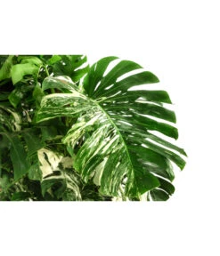 XXL Fensterblatt - Monstera Deliciosa 'Variegata', Ca. 180-220 Cm -Biohort || Vitavia || Elho Verkaufsgeschäft 8519399 WE DE 001 MonsteraVariegataT40DehnerExpressHerzig