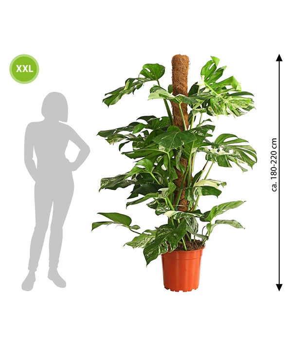 XXL Fensterblatt - Monstera Deliciosa 'Variegata', Ca. 180-220 Cm – Bild 3