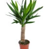 Yucca-Palme - Yucca Elephantipes 'Maya-Tree' -Biohort || Vitavia || Elho Verkaufsgeschäft 8532509 WE FS 001 YuccaMayaTreeT19