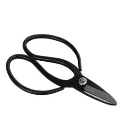 Bonsai Chinesischer Feigenbaum - Ficus Retusa, Anfänger-Set, 10 Jahre -Biohort || Vitavia || Elho Verkaufsgeschäft 8561573 WE FS 002 SchereSetBonsai