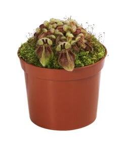 Fleischfressende Pflanzen - Raritäten-Set, 3-teilig -Biohort || Vitavia || Elho Verkaufsgeschäft 8561623 WE FS 004 FleischfressendePflanzenRaritaeten3SetT9