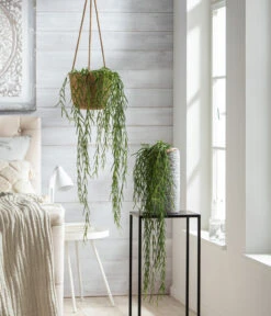 Wachsblume - Hoya Linearis, Ampel -Biohort || Vitavia || Elho Verkaufsgeschäft 8598096 WE MO 001 HoyaLinearisT12