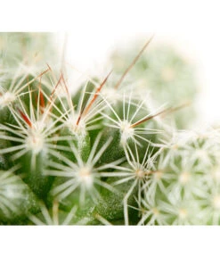 Warzenkaktus - Mammillaria Gracilis -Biohort || Vitavia || Elho Verkaufsgeschäft 8607954 PR DE 001 MammilariaGracilisT6DehnerExpressZS