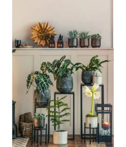 Pfeilblatt - Alocasia Amazonica 'Polly' -Biohort || Vitavia || Elho Verkaufsgeschäft 8611253 WE MO 001 ZimmertanneAraucariaAmberSuzeT13