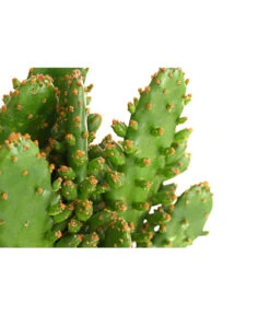 Feigenkaktus - Opuntia Indica, Verschiedene Sorten -Biohort || Vitavia || Elho Verkaufsgeschäft 8611469 PR DE 001 OpuntiaMixT11DehnerExpressHerzig