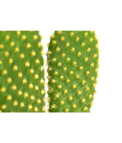 Feigenkaktus - Opuntia Indica, Verschiedene Sorten -Biohort || Vitavia || Elho Verkaufsgeschäft 8611469 PR DE 002 OpuntiaMixT11DehnerExpressHerzig