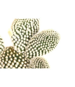 Feigenkaktus - Opuntia Indica, Verschiedene Sorten -Biohort || Vitavia || Elho Verkaufsgeschäft 8611469 PR DE 003 OpuntiaMixT11DehnerExpressHerzig
