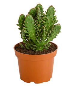 Feigenkaktus - Opuntia Indica, Verschiedene Sorten -Biohort || Vitavia || Elho Verkaufsgeschäft 8611469 PR FS 001 OpuntiaMixT11DehnerExpressHerzig