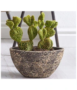 Feigenkaktus - Opuntia Indica, Verschiedene Sorten -Biohort || Vitavia || Elho Verkaufsgeschäft 8611469 WE MO 001 FeigenkaktusOpuntiaAusgeschnittenTU