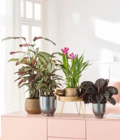 Korbmarante - Calathea 'Whitestar' -Biohort || Vitavia || Elho Verkaufsgeschäft 8614471 8217341 4450722 WE MO MatheaBellaIndischeSafranwurzKorbmaranteWhitestar