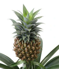 Ananaspflanze - Ananas Comosus, In Keramik 9 Ananaspflanze - Ananas Comosus, In Keramik -Biohort || Vitavia || Elho Verkaufsgeschäft 8627978 WE DE 001 AnanaspflanzeInKeramik
