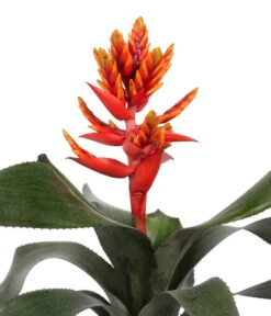 Lanzenrosette - Aechmea Pepita 'Elegant Flames', In Keramik -Biohort || Vitavia || Elho Verkaufsgeschäft 8627994 WE DE 001 AechmeaPepitaElegantInKeramik