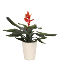 Titelseite 17 Lanzenrosette - Aechmea Pepita 'Elegant Flames', In Keramik