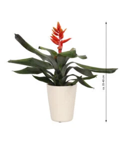 Lanzenrosette - Aechmea Pepita 'Elegant Flames', In Keramik -Biohort || Vitavia || Elho Verkaufsgeschäft 8627994 WE FS 003 AechmeaPepitaElegantInKeramik