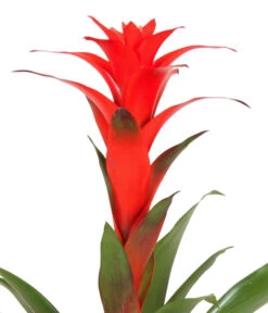 Guzmanie - Guzmania Calypso, In Keramik -Biohort || Vitavia || Elho Verkaufsgeschäft 8628018 WE DE 001 GuzmaniaCalypsoInKeramik