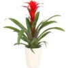 Guzmanie - Guzmania Calypso, In Keramik -Biohort || Vitavia || Elho Verkaufsgeschäft 8628018 WE FS 001 GuzmaniaCalypsoInKeramikT13