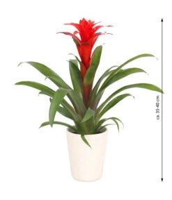 Guzmanie - Guzmania Calypso, In Keramik -Biohort || Vitavia || Elho Verkaufsgeschäft 8628018 WE FS 003 GuzmaniaCalypsoInKeramik