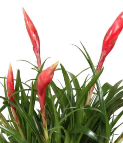 Bromelien-Set Sommerfrische, 4-teilig -Biohort || Vitavia || Elho Verkaufsgeschäft 8628059 WE DE 001 BromelienMix4erSet