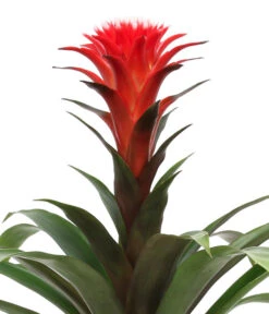 Bromelien-Set Sommerfrische, 4-teilig -Biohort || Vitavia || Elho Verkaufsgeschäft 8628059 WE DE 002 BromelienMix4erSet