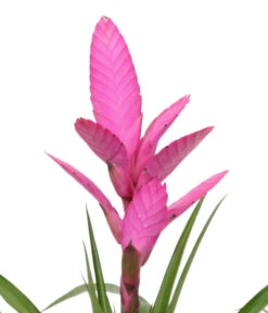 Bromelien-Set Sommerfrische, 4-teilig -Biohort || Vitavia || Elho Verkaufsgeschäft 8628059 WE DE 003 BromelienMix4erSet
