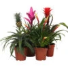 Bromelien-Set Sommerfrische, 4-teilig -Biohort || Vitavia || Elho Verkaufsgeschäft 8628059 WE FS 002 BromelienMix4erSet