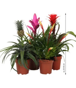 Bromelien-Set Sommerfrische, 4-teilig -Biohort || Vitavia || Elho Verkaufsgeschäft 8628059 WE IG 007 BromelienMix4erSet
