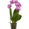 Schmetterlingsorchidee - Phalaenopsis Cultivaris 'Cascade', Verschiedene Sorten -Biohort || Vitavia || Elho Verkaufsgeschäft 8634685 PR FS 001 SchmetterlingsorchideePhalaenopsisCascade1TrieberT12DehnerExpressZS