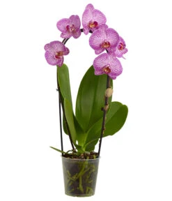 Schmetterlingsorchidee - Phalaenopsis Cultivaris 'Cascade', Verschiedene Sorten