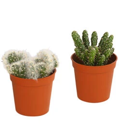 Mini Feigenkaktus - Opuntia, Verschiedene Sorten