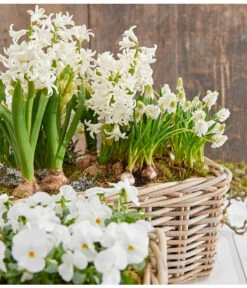 Hyazinthe, 3 Zwiebeln 7 Hyazinthe, 3 Zwiebeln -Biohort || Vitavia || Elho Verkaufsgeschäft 8662686 8247520 8662009 8662041 PR MO 001 Allerheiligen0173