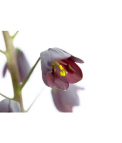 Persische Kaiserkrone -Biohort || Vitavia || Elho Verkaufsgeschäft 8664708 PR DE 001 KaiserkroneFritillariaPersicaT19DehnerExpressZS